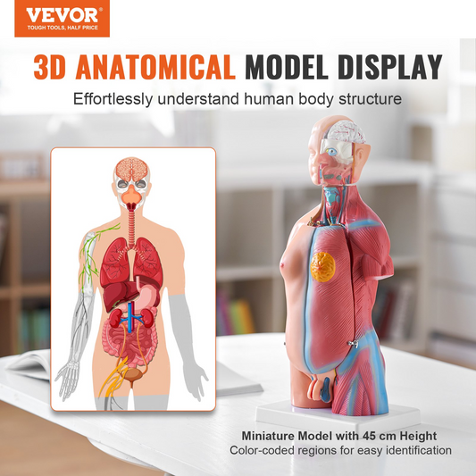 VEVOR Human Body Model, 23 Parts 18 inch, Human Torso Anatomy Model Unisex Anatomical Skeleton Model with Removable Organs, Educational Teaching Tool for Students Science Learning Education Display